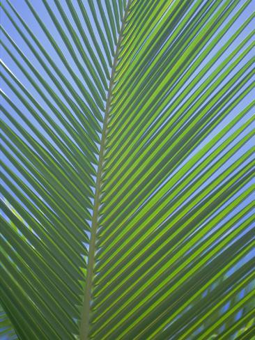 palm tree leaf