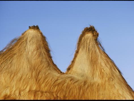 animals with humps