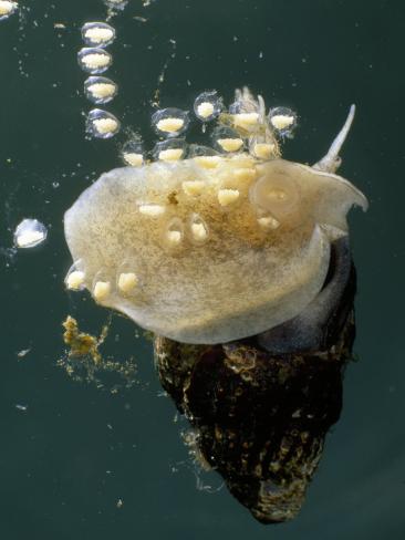 Ilyanassa Obsoleta