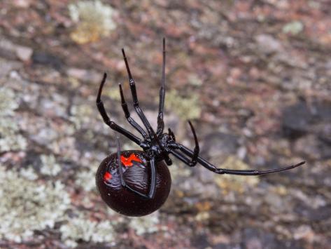White Hourglass Spider
