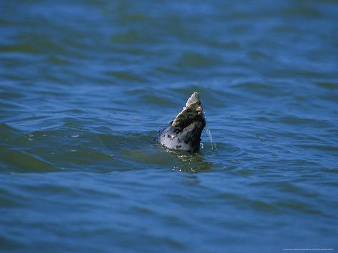 A Flounder