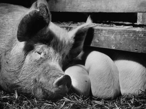 Yorkshire+Pig+Size Yorkshire Pig Size http://www.art.com/products/p13874653-sa-i2780016 ...