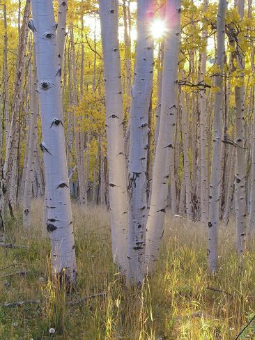 American Aspen