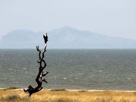 lake turkana fish