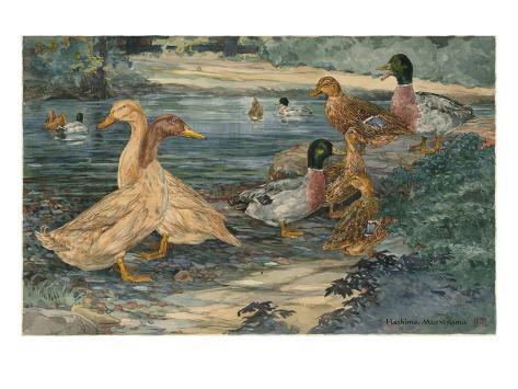 Buff Call Ducks