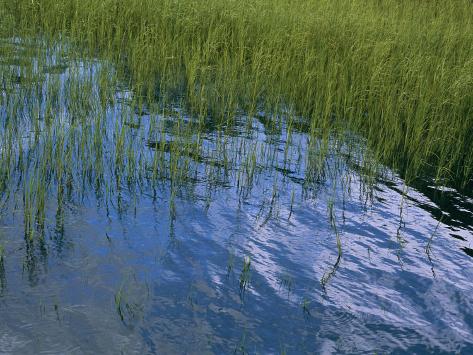 Aquatic Grasses