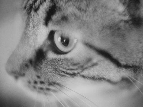 Cat Side Face