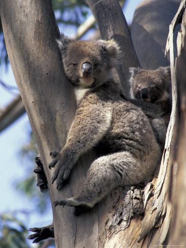 Blue Koala