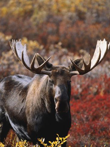 Bull Moose in Tundra, Denali National Park, Alaska, USA Photographic Print by Hugh Rose at Art.com