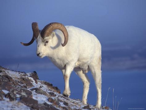 Ram On Mountain
