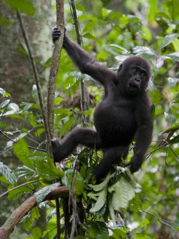 gorilla tree