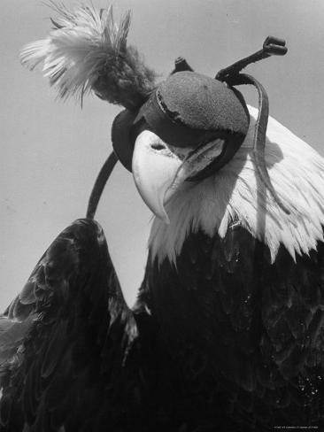 Bald Falcon