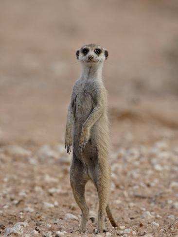 Meerkat (Suricata Suricatta) Standing on its Hind Legs ...
Meerkat