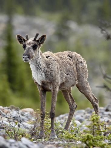 Caribou Calf