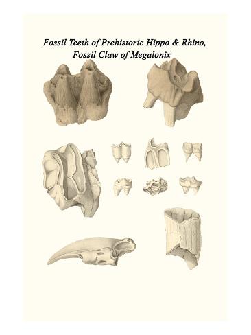 Rhino Fossil