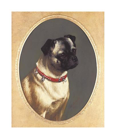 Head Of A Pug Premium Giclee Print by James Ricks at Art.com