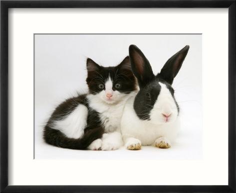 Black Dutch Rabbit