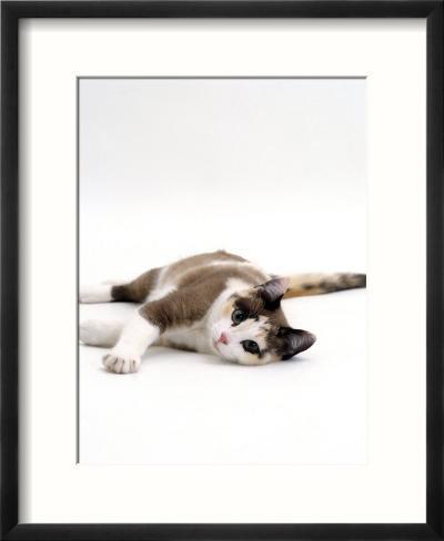 chocolate tortoiseshell