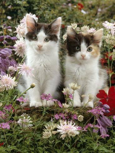 Domestic Flowers