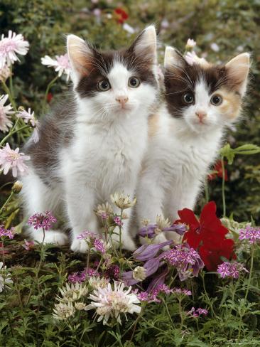 Domestic Flowers