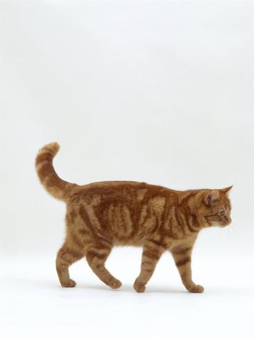 Cat Profile View