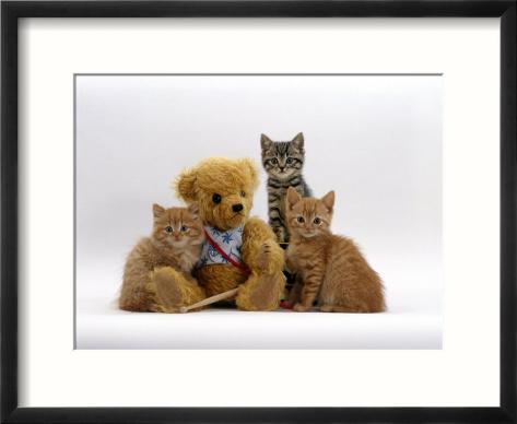 Ginger Teddy