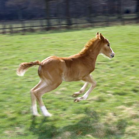 jane-burton-domestic-horse-chestnut-british-show-pony-colt-foal-leaping-away-uk_i-G-37-3783-B28IF00Z.jpg
