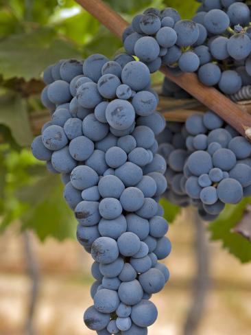 Maipo Valley Chile