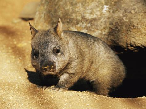 airy-Nosed Wombat Emerging from Its Burrow;