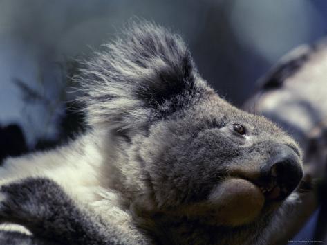 Koalas Teeth