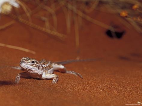 australia red desert