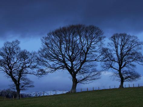 Perthshire Trees