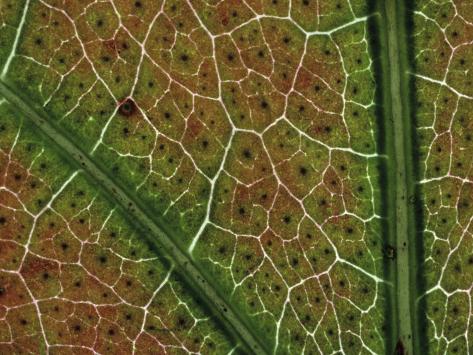 Cotton Cells