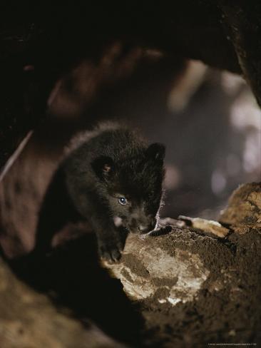 Old Gray Wolf