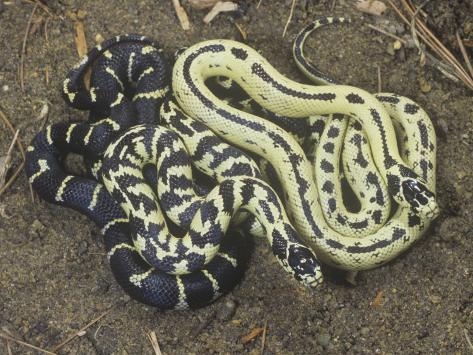 color variation