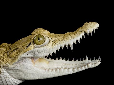 crocodile endangered