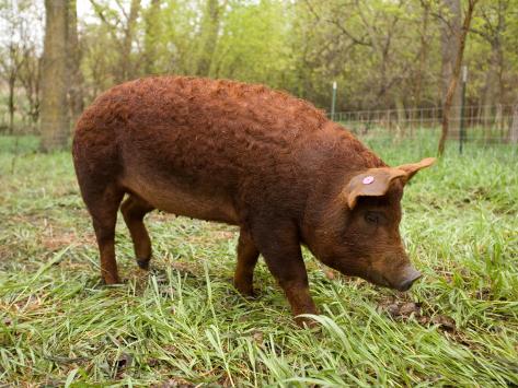 joel-sartore-a-red-wattle-pig-on-a-farm-in-kansas_i-G-28-2892-MYAPD00Z
