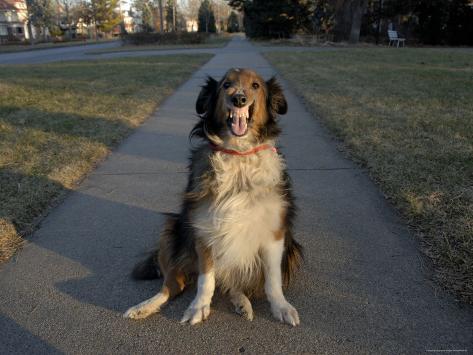 a sheltie