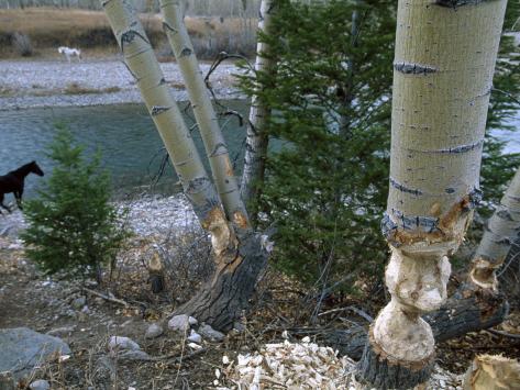 Beaver Chewed Trees