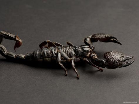 Scorpion At