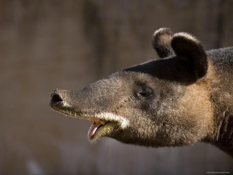 Baby Mountain Tapir