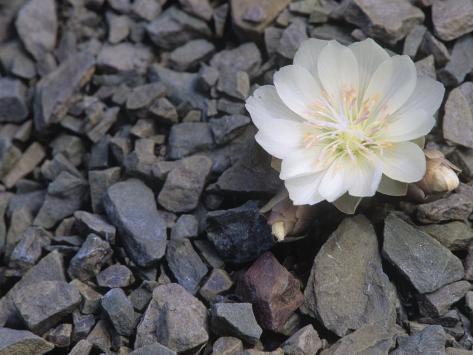 Montana State Flower Picture on Bitterroot Flower Lewisia Rediviva The Montana State Flower Usa