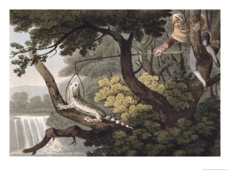 lizard catcher