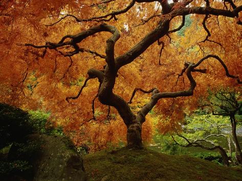 Maple Tree in Autumn Photographic Print