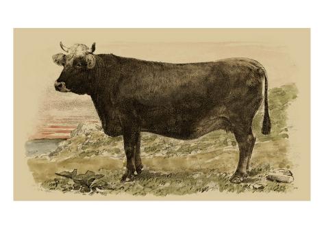  - julian-bien-antique-cow-v_i-G-41-4147-HOVMF00Z