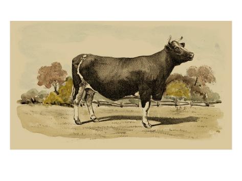  - julian-bien-antique-cow-vi_i-G-41-4148-6KMMF00Z