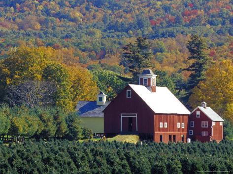 christmas tree farm near springfield in autumn vermont christmas tree farm near springfield in autumn vermont