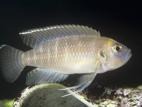 Buy+lake+tanganyika+cichlids+for+sale