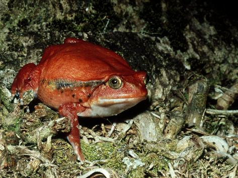 Madagascar Tomato Frog
