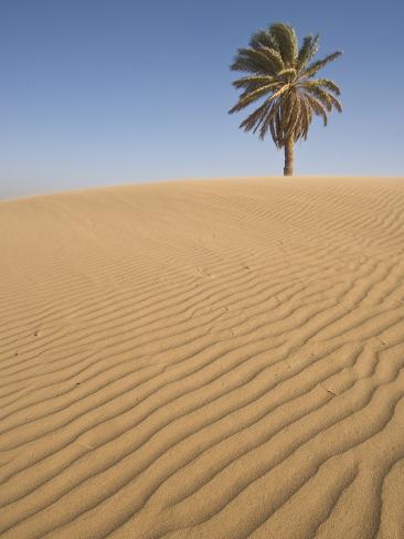 African Sahara Trees